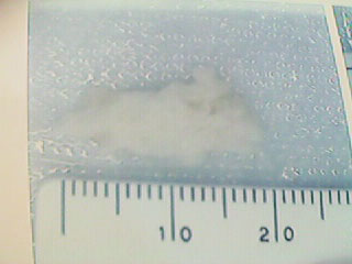 disc fragment